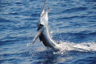 fish1